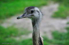 tiere_voegel-nandu-002