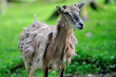 tiere_ziegen-zwergziegen-0.016