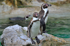 tiere_voegel-pinguine-humboldt pinguine-002