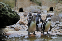 tiere_voegel-pinguine-humboldtpinguine-008