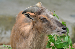 tiere_ziegen-himalaya-tahr-003
