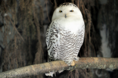 tiere_voegel-schnee-eule-0.002