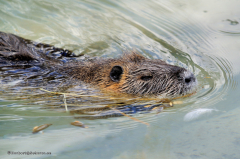 tiere_nutria-(sumpfbiber)-0.001