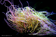 tiere_meewasserfische-501