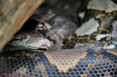 tiere_schlangen-netzpython-002
