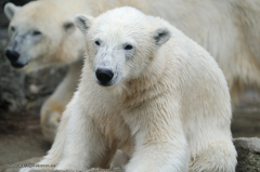 tiere_baeren-eisbaeren-001