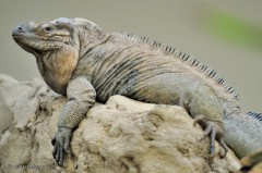 tiere_echsen-nashornleguan-001