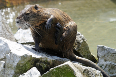 tiere_nutria-(sumpfbiber)-0.008