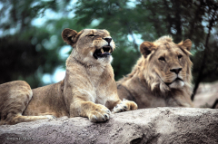 tiere_loewe-006
