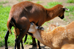 tiere_schafe-kamerun-schafe-0.009