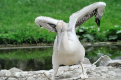 tiere_voegel-krauskopf-pelikan-030