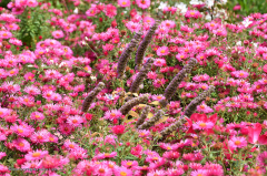 08.075-gaerten_von_schloss_trauttmansdorff_blumen-verschiedene-8659