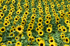 07.040-gaerten_von_schloss_trauttmansdorff_blumen-sonnenblumen-9665