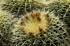 05.095-gaerten_von_schloss_trauttmansdorff_blumen-kakteen-9352
