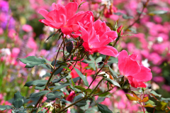 08.093-gaerten_von_schloss_trauttmansdorff_blumen-verschiedene-8620