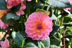 08.060-gaerten_von_schloss_trauttmansdorff_blumen-verschiedene-7581