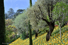 07.015-gaerten_von_schloss_trauttmansdorff_blumen-sonnenblumen-8865