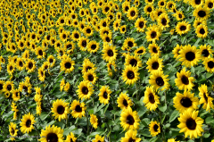 07.022-gaerten_von_schloss_trauttmansdorff_blumen-sonnenblumen-9747