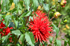 08.051-gaerten_von_schloss_trauttmansdorff_blumen-verschiedene-7575