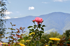 03.011-gaerten_von_schloss_trauttmansdorff_blumen-verschiedene-7335