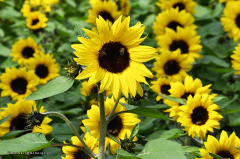 07.044-gaerten_von_schloss_trauttmansdorff_blumen-sonnenblumen-9697