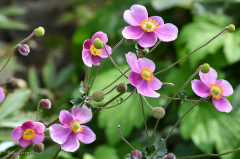 08.120-gaerten_von_schloss_trauttmansdorff_blumen-verschiedene-9398
