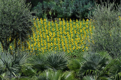 07.008-gaerten_von_schloss_trauttmansdorff_blumen-sonnenblumen-7817